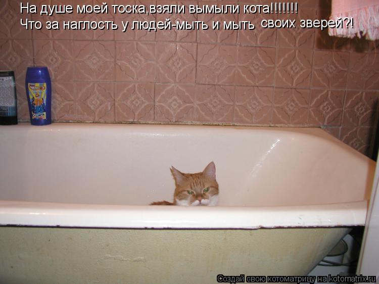 На душе моей тоска,взяли вымыли кота!!!!!!! Что за наглость у людей-мыть и мыть своих зверей?!... Котоматрица: На душе моей тоска,взяли вымыли кота!!!!!!! Что за наглость у людей-мыть и мыть своих зверей?!
