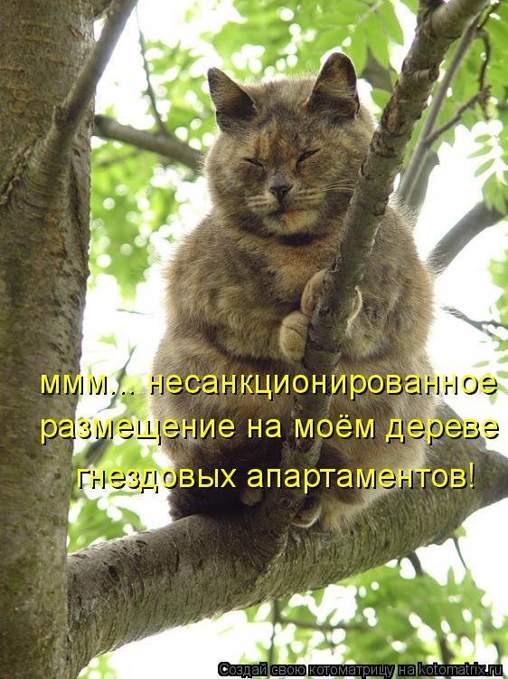 ммм... несанкционированное размещение на моём дереве гнездовых апартаментов!... Котоматрица: ммм... несанкционированное размещение на моём дереве гнездовых апартаментов!