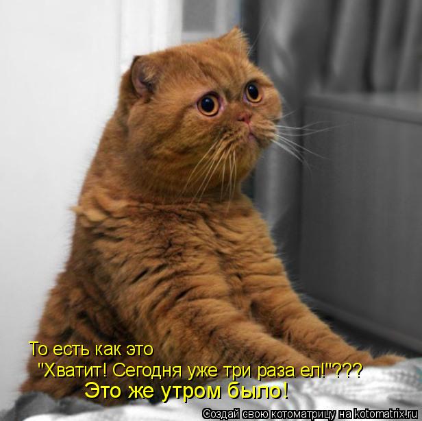 Котоматрица: То есть как это  "Хватит! Сегодня уже три раза ел!"??? Это же утром было!