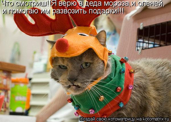 Что смотриш!!Я верю в деда мороза,и оленей, и помогаю им развозить подарки!!!... Котоматрица: Что смотриш!!Я верю в деда мороза,и оленей, и помогаю им развозить подарки!!!
