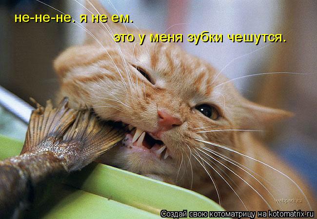 не-не-не. я не ем. это у меня зубки чешутся.... Котоматрица: не-не-не. я не ем. это у меня зубки чешутся.