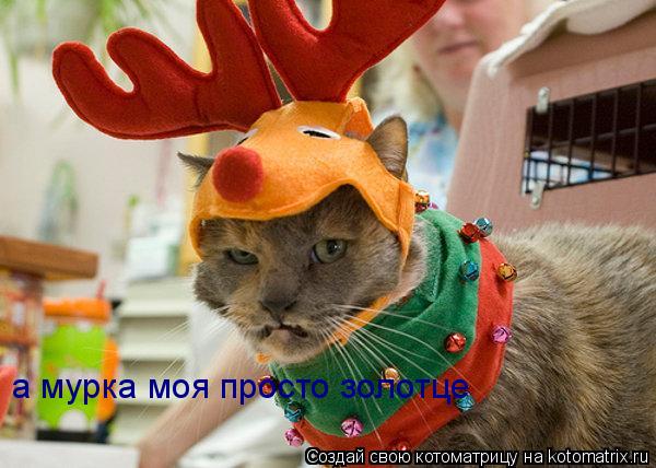 а мурка моя просто золотце... Котоматрица: а мурка моя просто золотце