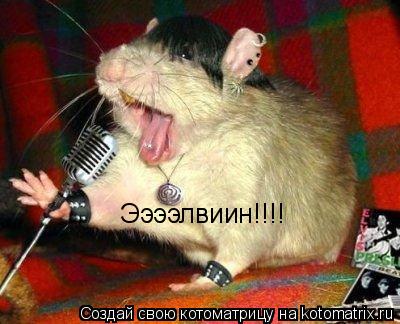 Ээээлвиин!!!!... Котоматрица: Ээээлвиин!!!!