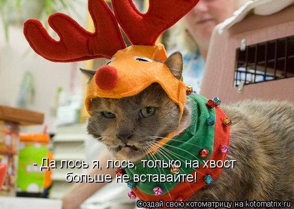 - Да лось я, лось, только на хвост больше не вставайте!... Котоматрица: - Да лось я, лось, только на хвост больше не вставайте!