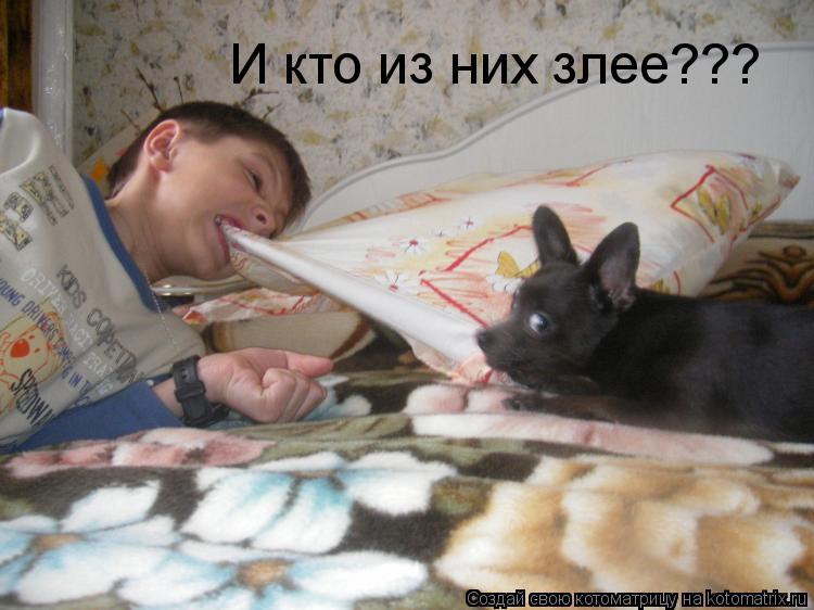 И кто из них злее???... Котоматрица: И кто из них злее???