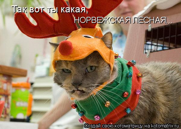 НОРВЕЖСКАЯ ЛЕСНАЯ... Так вот ты какая,... Котоматрица: НОРВЕЖСКАЯ ЛЕСНАЯ... Так вот ты какая,