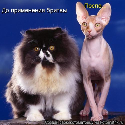До применения бритвы После...... Котоматрица: До применения бритвы После...