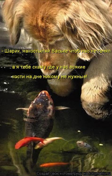 а я тебе скажу где у нас всякие кости на дне никому не нужные! - Шарик, накостыляй Ваське чтоб нас н... Котоматрица: а я тебе скажу где у нас всякие кости на дне никому не нужные! - Шарик, накостыляй Ваське чтоб нас не гонял