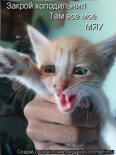 Закрой холодильник! Там всё моё. МЯУ... Котоматрица: Закрой холодильник! Там всё моё. МЯУ