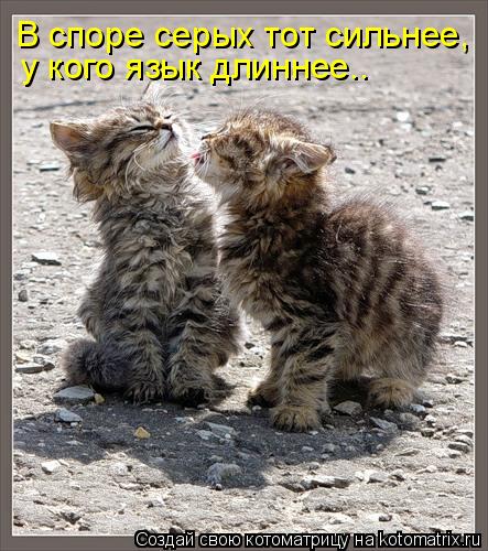В споре серых тот сильнее, у кого язык длиннее..... Котоматрица: В споре серых тот сильнее, у кого язык длиннее..