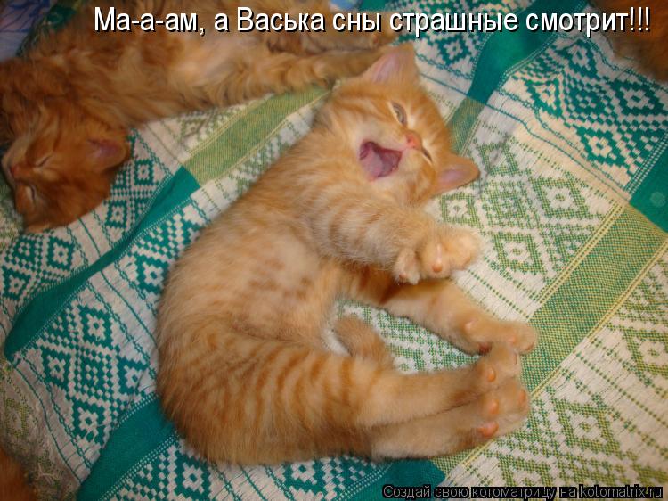 Ма-а-ам, а Васька сны страшные смотрит!!!... Котоматрица: Ма-а-ам, а Васька сны страшные смотрит!!!