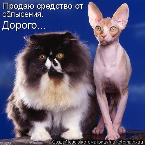 Продаю средство от облысения. Дорого...... Котоматрица: Продаю средство от облысения. Дорого...