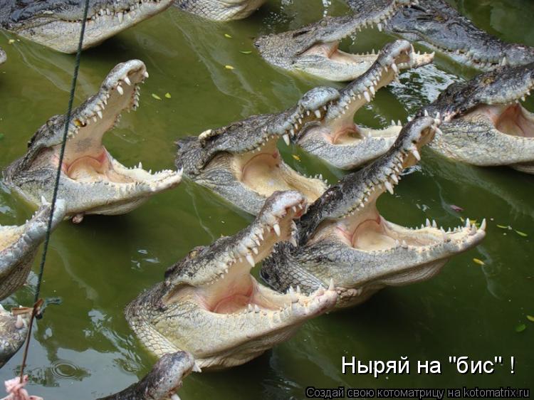 Ныряй на "бис" !... Котоматрица: Ныряй на "бис" !