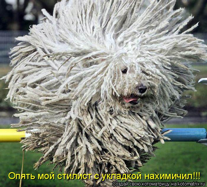Котоматрица: Опять мой стилист с укладкой нахимичил!!!