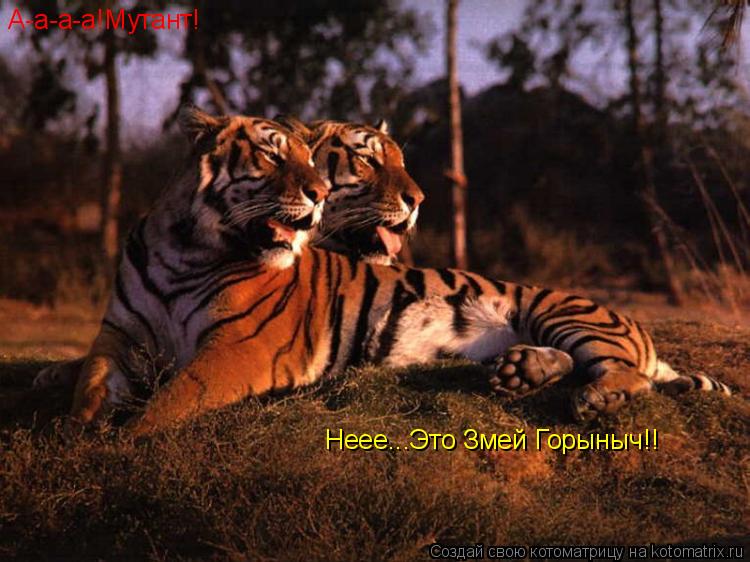 Котоматрица: А-а-а-а!Мутант! Неее...Это Змей Горыныч!!