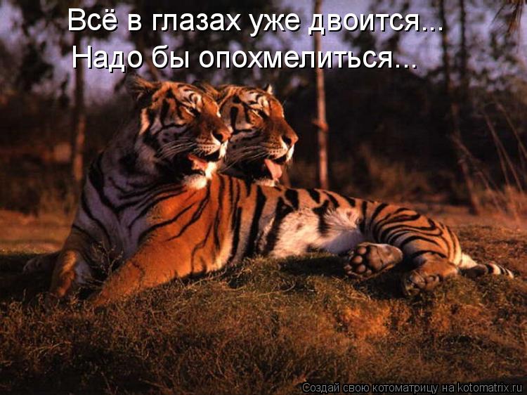 Котоматрица: Всё в глазах уже двоится... Надо бы опохмелиться...