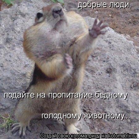 добрые люди, подайте на пропитание бедному голодному животному...... Котоматрица: добрые люди, подайте на пропитание бедному голодному животному...