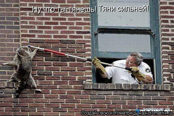 Ну что ты тянешь! Тяни сильней!... Котоматрица: Ну что ты тянешь! Тяни сильней!