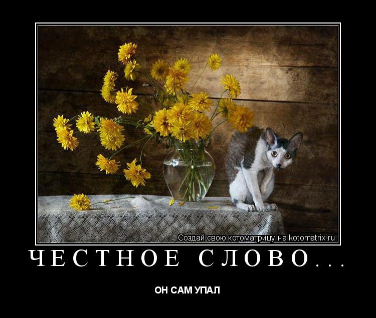 ЧЕСТНОЕ СЛОВО... ОН САМ УПАЛ... Котоматрица: ЧЕСТНОЕ СЛОВО... ОН САМ УПАЛ