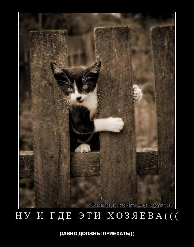 НУ И ГДЕ ЭТИ ХОЗЯЕВА((( ДАВНО ДОЛЖНЫ ПРИЕХАТЬ(((... Котоматрица: НУ И ГДЕ ЭТИ ХОЗЯЕВА((( ДАВНО ДОЛЖНЫ ПРИЕХАТЬ(((
