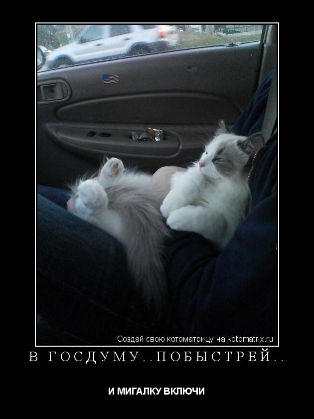В ГОСДУМУ..ПОБЫСТРЕЙ.. И МИГАЛКУ ВКЛЮЧИ... Котоматрица: В ГОСДУМУ..ПОБЫСТРЕЙ.. И МИГАЛКУ ВКЛЮЧИ