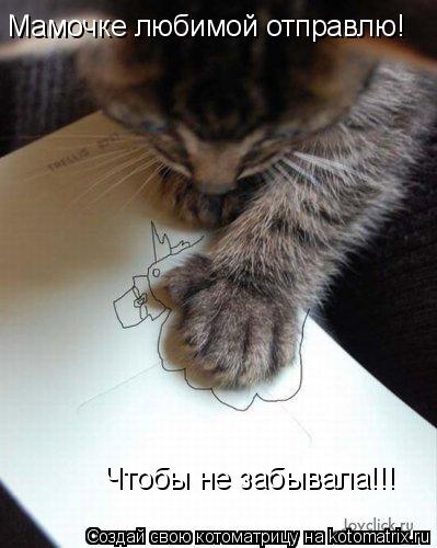 Котоматрица: Мамочке любимой отправлю! Чтобы не забывала!!!