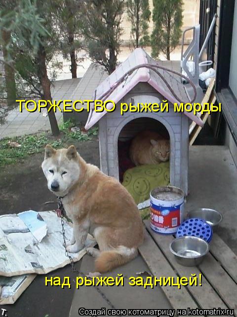 ТОРЖЕСТВО рыжей морды над рыжей задницей!... Котоматрица: ТОРЖЕСТВО рыжей морды над рыжей задницей!