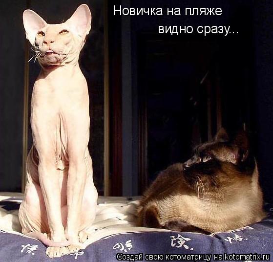 Новичка на пляже Новичка на пляже видно сразу...... Котоматрица: Новичка на пляже Новичка на пляже видно сразу...