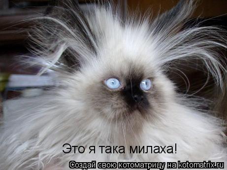 Котоматрица: Это я така милаха!