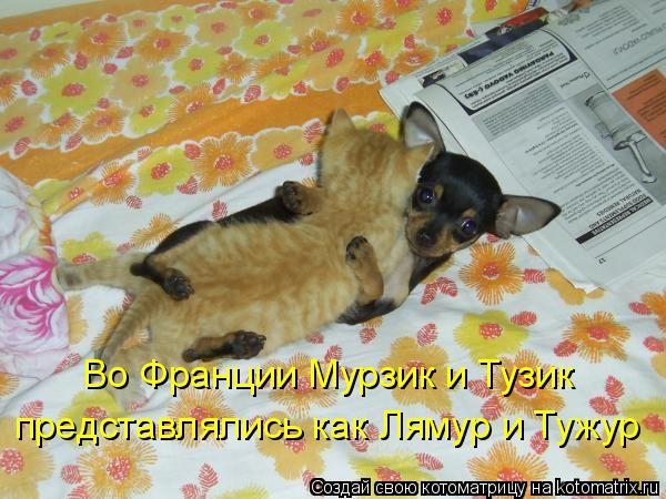 Во Франции Мурзик и Тузик представлялись как Лямур и Тужур... Котоматрица: Во Франции Мурзик и Тузик представлялись как Лямур и Тужур