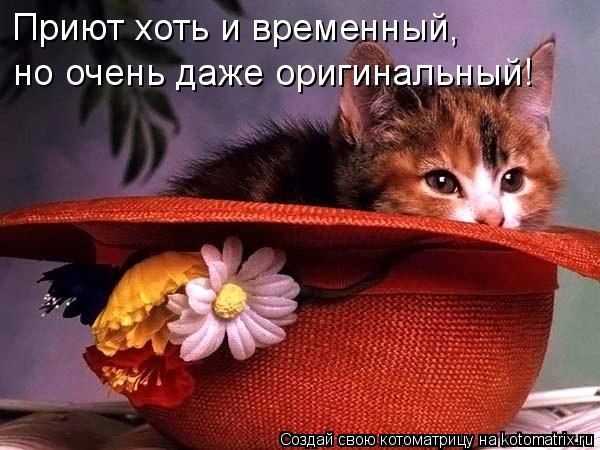 Приют хоть и временный, но очень даже оригинальный!... Котоматрица: Приют хоть и временный, но очень даже оригинальный!