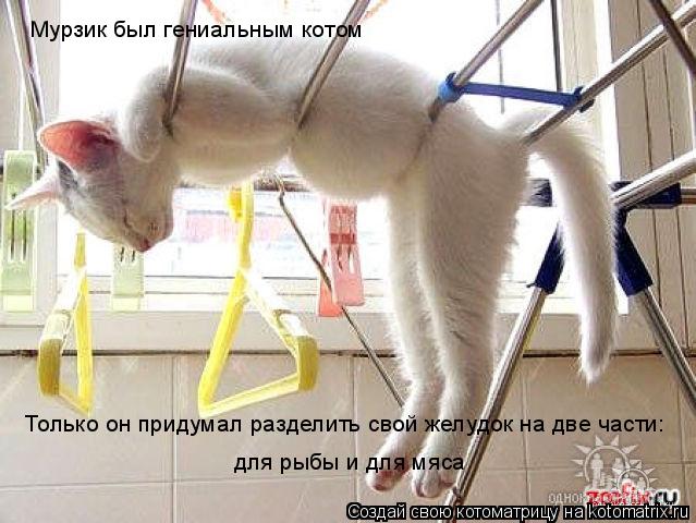 Котоматрица: Мурзик был гениальным котом Только он придумал разделить свой желудок на две части: для рыбы и для мяса