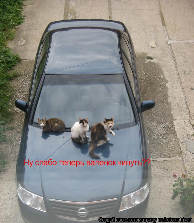 Ну слабо теперь валенок кинуть??... Котоматрица: Ну слабо теперь валенок кинуть??