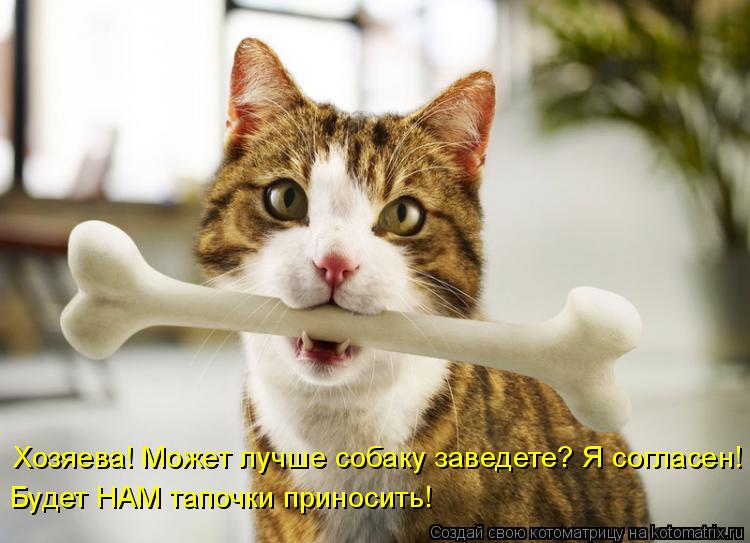 Котоматрица: Хозяева! Может лучше собаку заведете? Я согласен! Будет НАМ тапочки приносить!