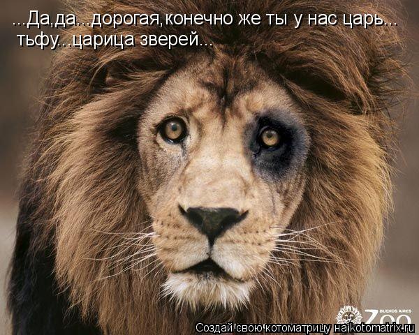 ...Да,да...дорогая,конечно же ты у нас царь... тьфу...царица зверей...... Котоматрица: ...Да,да...дорогая,конечно же ты у нас царь... тьфу...царица зверей...
