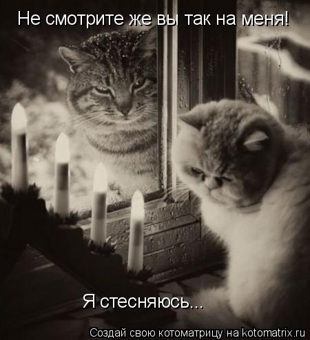 Не смотрите же вы так на меня! Я стесняюсь...... Котоматрица: Не смотрите же вы так на меня! Я стесняюсь...