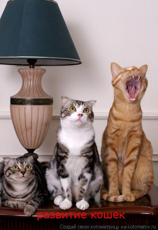 развитие кошек... Котоматрица: развитие кошек