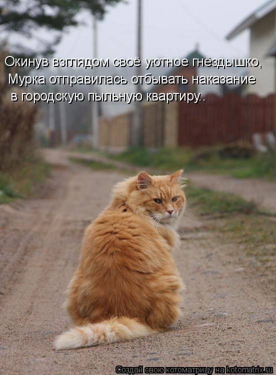 Окинув взглядом своё уютное гнёздышко, Мурка отправилась отбывать наказание в городскую пыльную квар... Котоматрица: Окинув взглядом своё уютное гнёздышко, Мурка отправилась отбывать наказание в городскую пыльную квартиру..