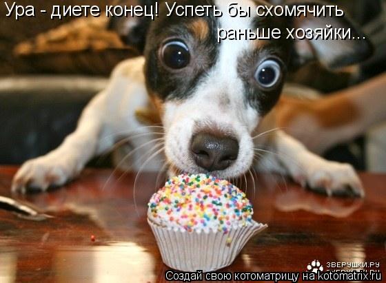 раньше хозяйки... Ура - диете конец! Успеть бы схомячить... Котоматрица: раньше хозяйки... Ура - диете конец! Успеть бы схомячить