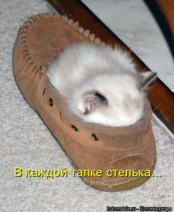 В каждой тапке стелька...... Котоматрица: В каждой тапке стелька...
