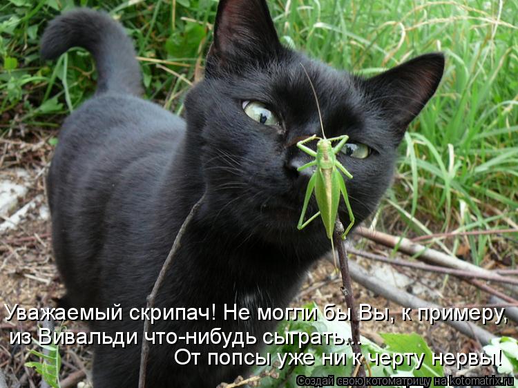 Котоматрица: Уважаемый скрипач! Не могли бы Вы, к примеру, из Вивальди что-нибудь сыграть...  От попсы уже ни к черту нервы!