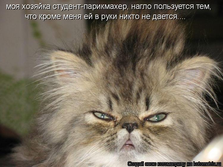 моя хозяйка студент-парикмахер, нагло пользуется тем, что кроме меня ей в руки никто не дается....... Котоматрица: моя хозяйка студент-парикмахер, нагло пользуется тем, что кроме меня ей в руки никто не дается....