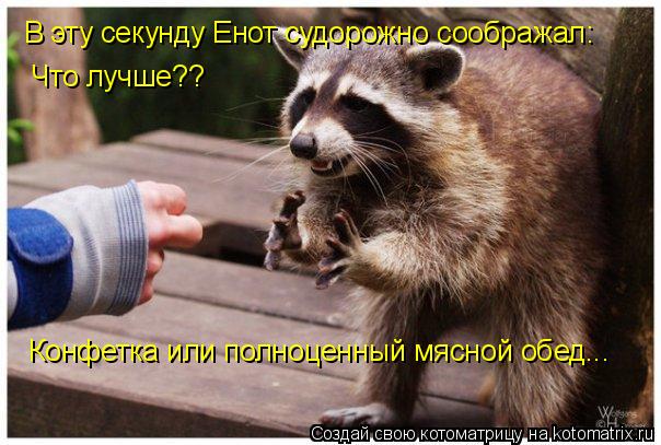 В эту секунду Енот судорожно соображал: Что лучше?? Конфетка или полноценный мясной обед...... Котоматрица: В эту секунду Енот судорожно соображал: Что лучше?? Конфетка или полноценный мясной обед...