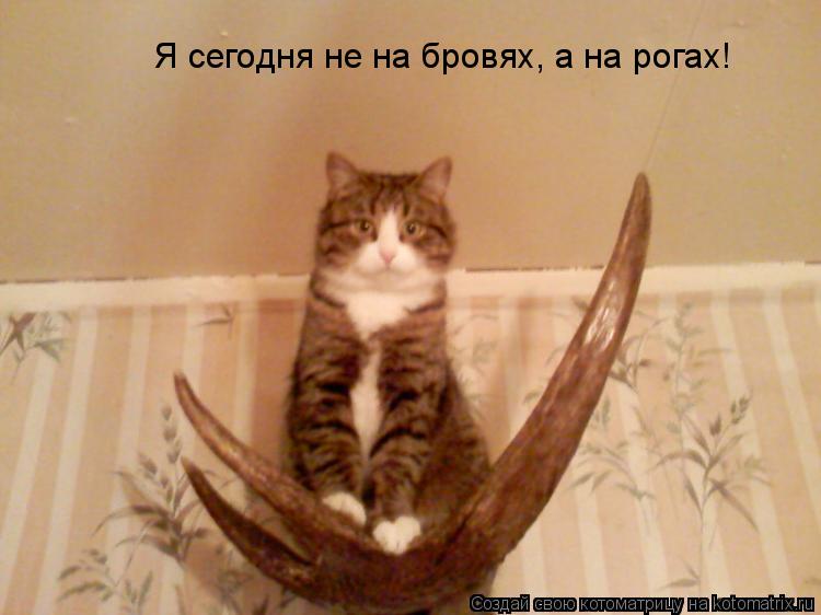 Я сегодня не на бровях, а на рогах!... Котоматрица: Я сегодня не на бровях, а на рогах!