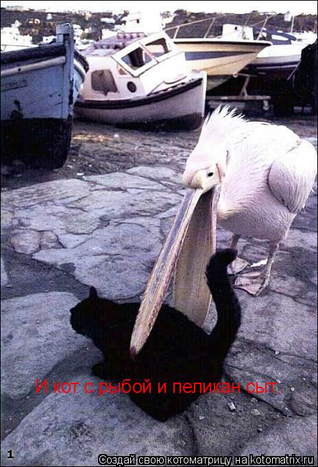 И кот с рыбой и пеликан сыт..... Котоматрица: И кот с рыбой и пеликан сыт..