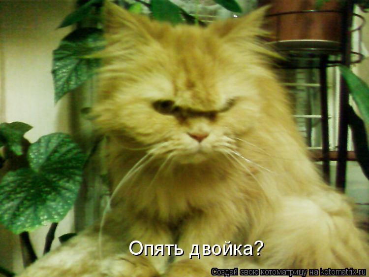 Опять двойка?... Котоматрица: Опять двойка?