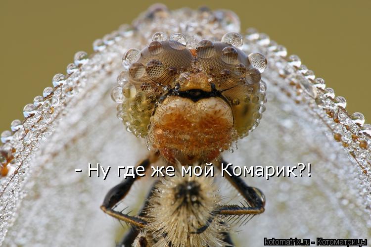 - Ну где же мой Комарик?!... Котоматрица: - Ну где же мой Комарик?!