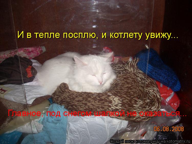 И в тепле посплю, и котлету увижу... Главное, под снегом шапкой не оказаться...... Котоматрица: И в тепле посплю, и котлету увижу... Главное, под снегом шапкой не оказаться...