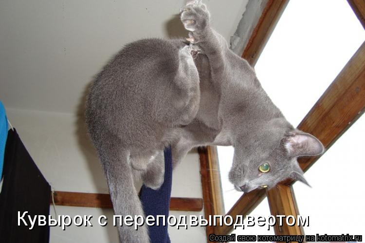 Котоматрица: Кувырок с переподвыподвертом