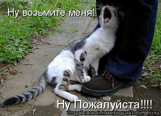 Котоматрица: Ну Пожалуйста!!!! Ну возьмите меня!